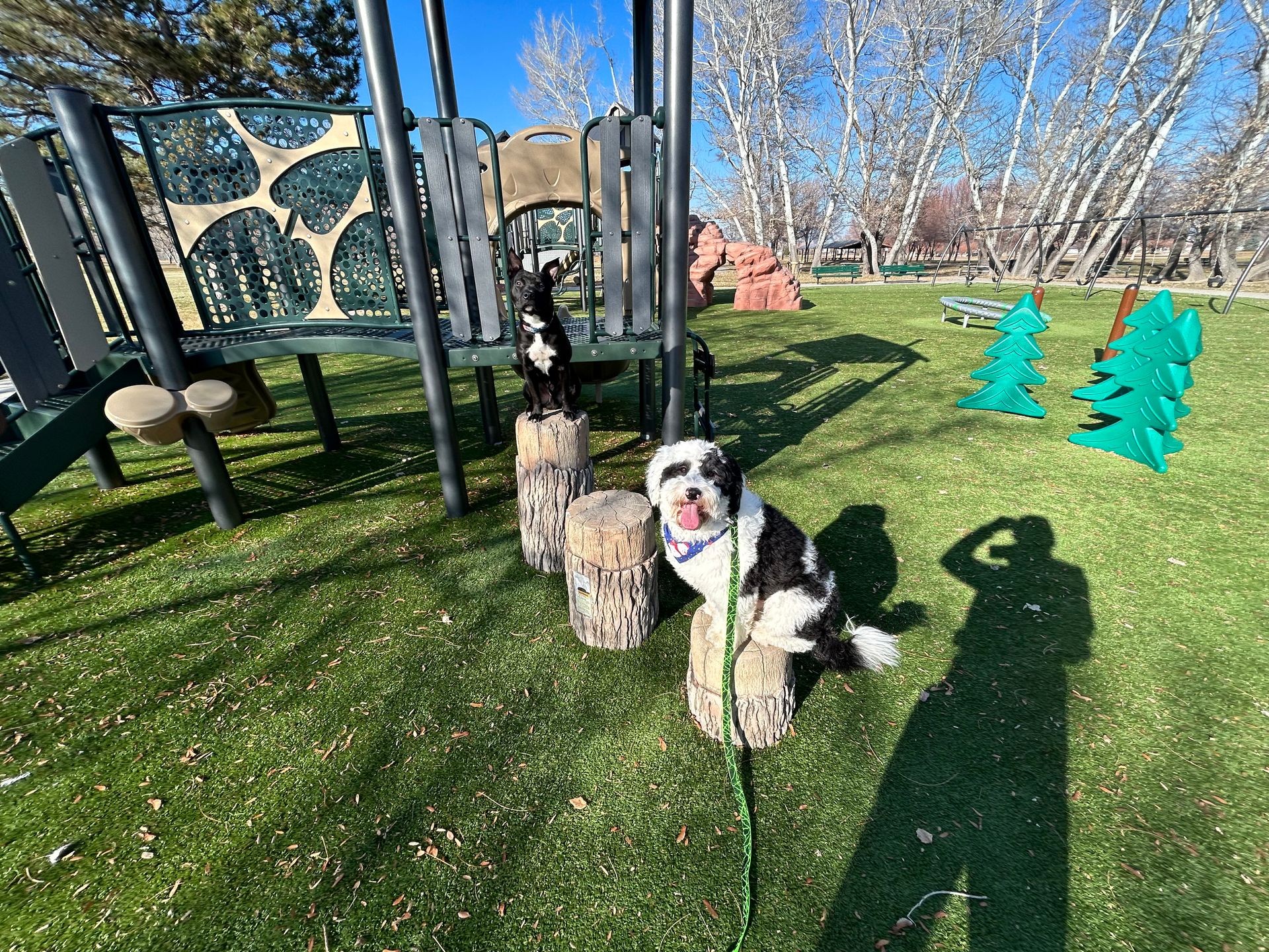 Black Pitbull and White Bernedoodle sitting on playground steps