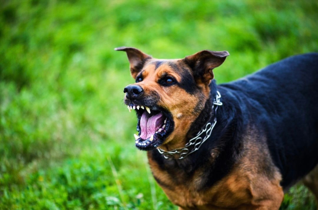 German Shepherd showing signs of aggression