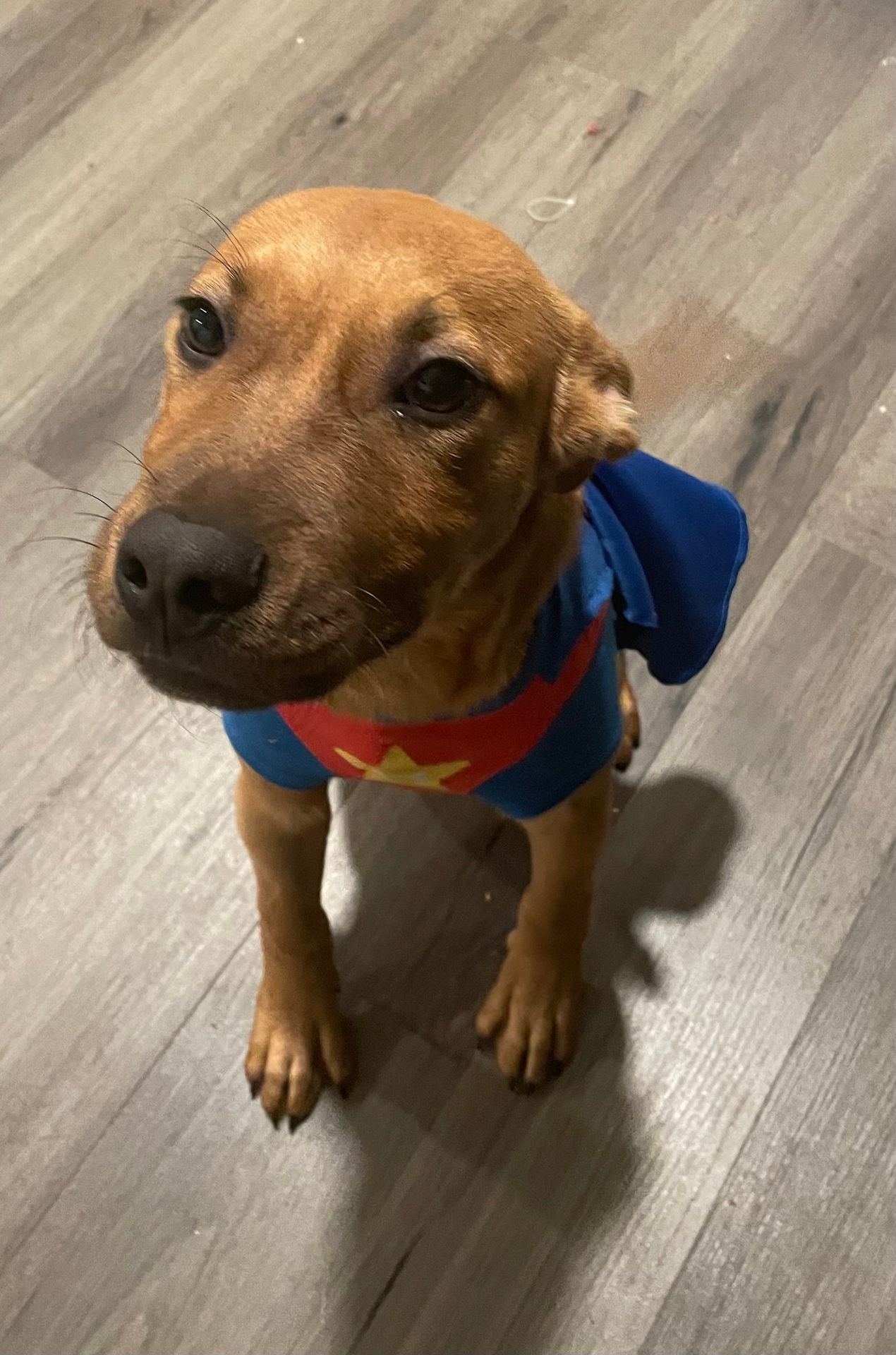 golden retriever puppy in superhero costume