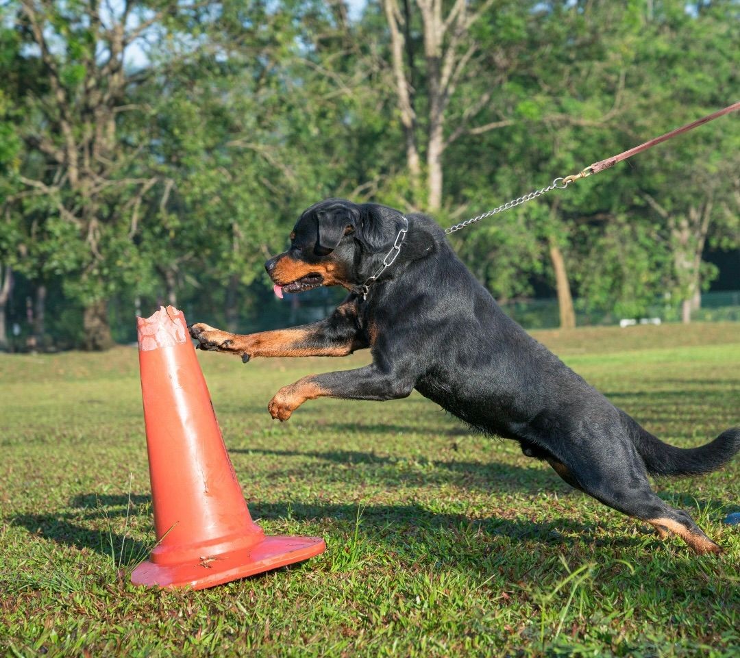 Dog lunging on leash