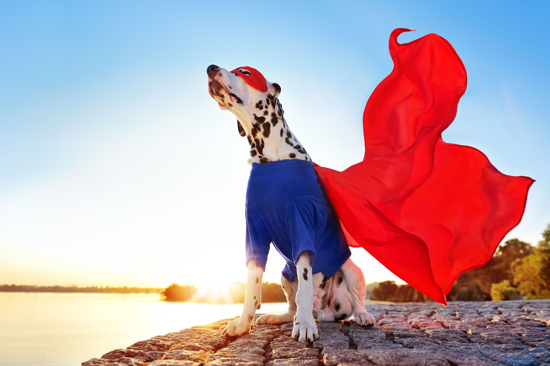Superhero dog wearing masquerade costume