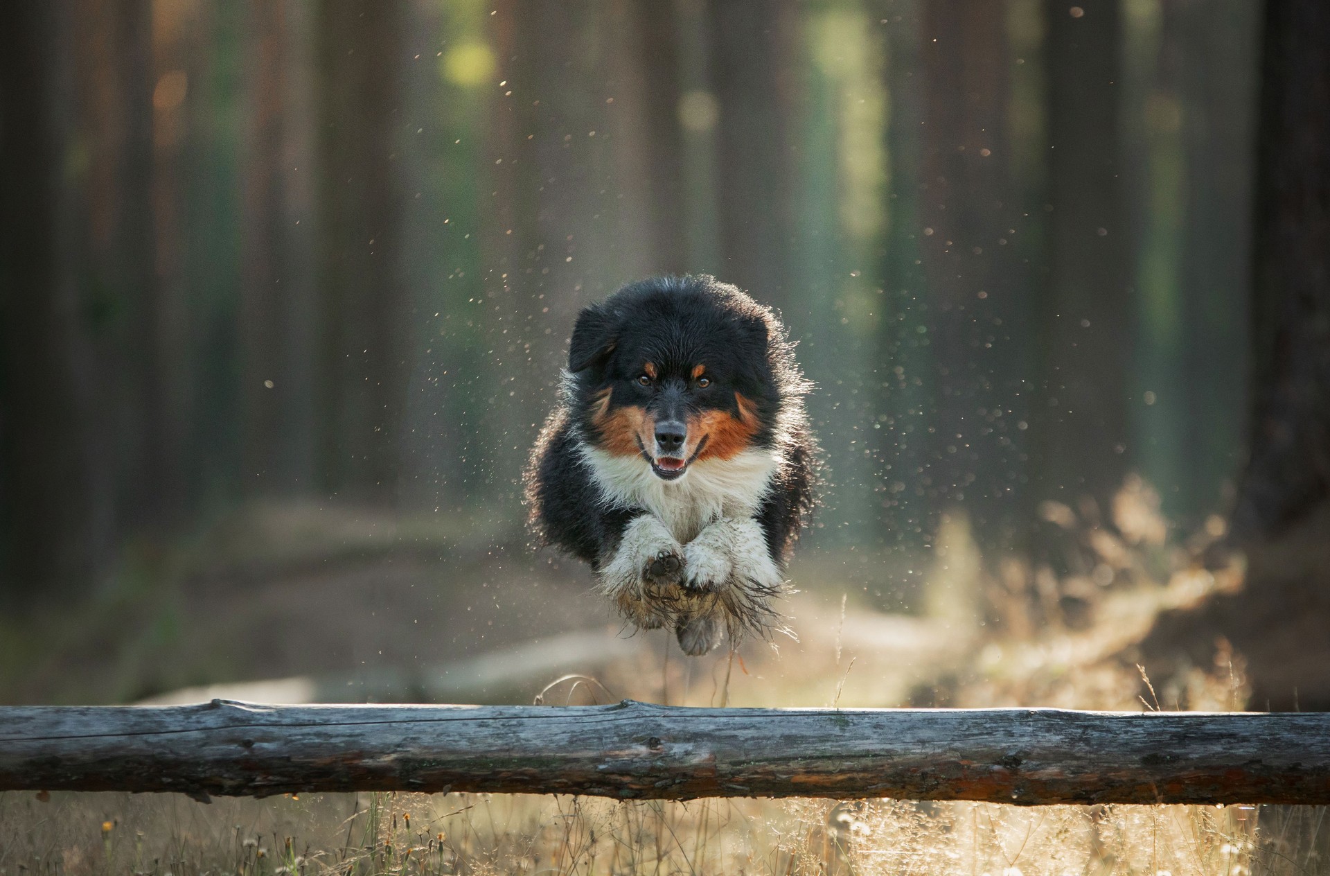 An Australian Shepherd dog hurdles over a log in pine forest